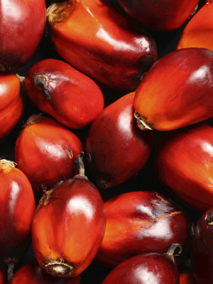 Palm Oil Fruit